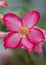 Pink frangipani flower. Japanese frangipani flower