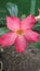 Pink frangipani flower splashed in the sand