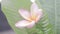 Pink frangipani flower - Stock Photo
