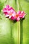 Pink Frangipani on Green Palm Leaf Tropical Beauty