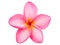 Pink Frangipani Plumeria