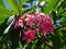 Pink Frangipani plumeria flowers on a tree in Big Island, Hawaii