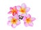Pink frangipani or plumeria & x28;tropical flowers& x29; isolated