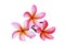 Pink frangipani tropical flower, plumeria, Lanthom, Leelawadee