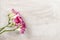 Pink freesia flowers on wooden background