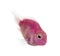 Pink fresh water fish swimming down, isolated