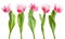 Pink fringed tulips isolated on white background