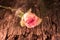 Pink Frosted White Rose On Antique Wood