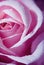 Pink Frozen Rose Petals Macro