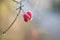 Pink fruit with hoar frost of a spindle shrub Euonymus europaeus against a blurry background with copy space, close-up shot,