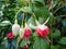 Pink fuchsia blooming flowers