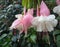 Pink fuchsia blooming flowers