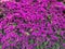 Pink fuchsia bougainvillea background or wallpaper