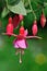 Pink fuchsia flower