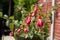 Pink Fuchsia Flowering Plant in England