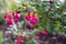 Pink Fuchsia flowers hanging on branch in rain drops