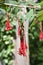 Pink fuchsia flowers in a macro image.