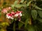 Pink Fuchsia in a garden background.