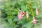 Pink Fuchsia magellanica flowers on green tree background. It\'s