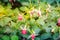 Pink Fuchsia magellanica flowers on green tree background. It\'s