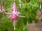 Pink fuchsia, red brick wall background.