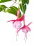 Pink fuchsia of an unusual form are isolated