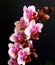 Pink fuchsia white moth orchid flower in dark background