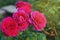 Pink Fucsia bush rosses in Bloom in Garden. A semidouble flowers held in large bunches. Summer Day.