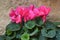 Pink and fucsia cyclamen flower  Cyclamen persicum; sowbread or swinebread