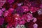 Pink fucsia Flower carnation Turkish, Dianthus, Some blooming Turkish red carnations Texture Background. Inflorescence of small ca