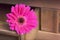 Pink fucsia gerbera daisy flower isolated on wooden table with copy space. Toned. Vintage style.