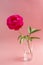 Pink fucsia peony flower in glass vase over pink background