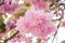 pink Fugenzo sakura , double flower cherry blossom