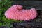 Pink fung.Tubifera ferruginosa,known as raspberry slime mold or red raspberry slime mold,