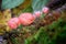 Pink fungicup or Cookeina tricholoma mushroom