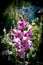 Pink funnel flower in sunshine with green/gray background