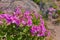 Pink fynbos flowers blossoming on a famous tourism hiking trail on Table Mountain National Park in Cape Town, South