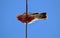 Pink galah parrot on a wire looking down at camera