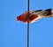 Pink galah parrot on a wire looking down at camera