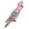 Pink Galahs Aussie bird color vector character side view