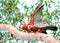 Pink Galahs on Three Branch