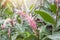Pink Galangal Flower with sunlight in garden on nature background.