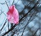 Pink garbage bag hanging on branches, natural background, ecology, horizontal