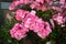 Pink garden bedding geranium flowers blooming in summer garden