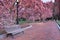 Pink Garden of Blooming Magnolia Trees