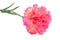 Pink garden carnation