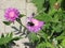 Pink garden cornflowers and bumblebee