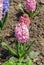 Pink Garden or Dutch hyacinth