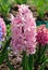 Pink Garden or Dutch hyacinth