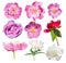 Pink garden flower isolated. Peony, wild rose isolated.